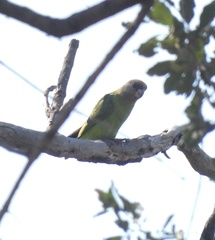 Poicephalus cryptoxanthus