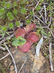 Drosera collina