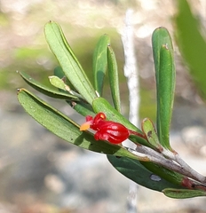 Grevillea pauciflora