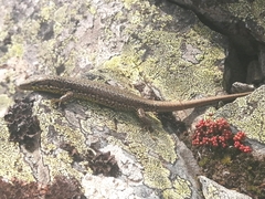 Iberolacerta monticola