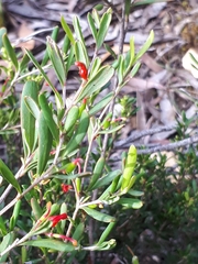 Grevillea pauciflora