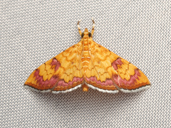 Isocentris filalis