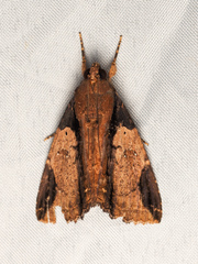 Ercheia cyllaria