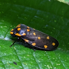 Phymatostetha stellata