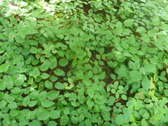 Laserpitium latifolium