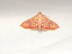 Ischnurges gratiosalis