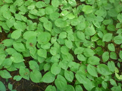 Laserpitium latifolium
