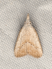 Meganola brunellus
