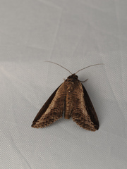 Lophoptera squammigera
