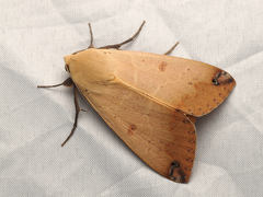 Ophiusa disjungens