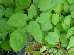 Laserpitium latifolium