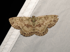 Ophthalmitis herbidaria