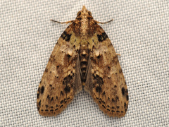 Sigmuncus arcuata