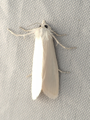 Schoenobiinae