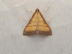 Cnaphalocrocis medinalis