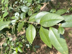 Ligustrum liukiuense