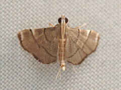 Cangetta hartoghialis