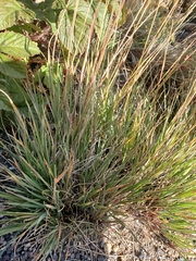 Trisetum spicatum