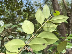 Ligustrum liukiuense