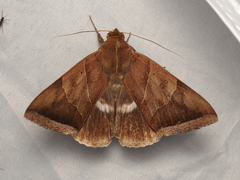 Artena dotata