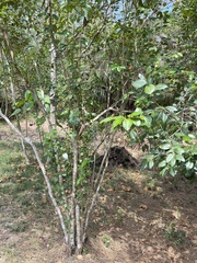 Ligustrum liukiuense