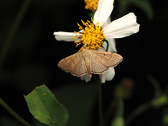 Herpetogramma licarsisalis