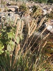 Trisetum spicatum