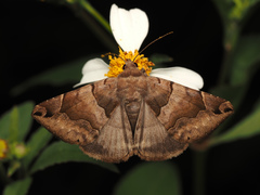 Bastilla