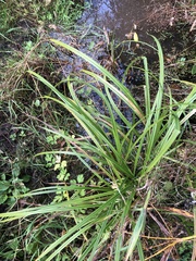 Scirpus sylvaticus