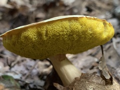 Aureoboletus