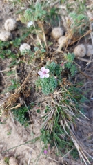 Erodium maritimum