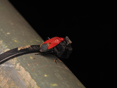 Dindymus sanguineus