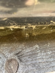 Zygiella