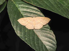 Cosymbiini