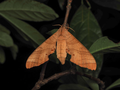 Marumba dyras