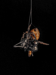 Emertonella taczanowskii