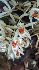 Coelogyne