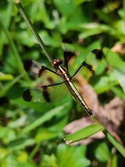 Neurothemis tullia