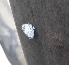 Hyperaspis bigeminata