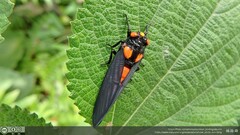 Huechys sanguinea