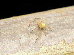 Olios