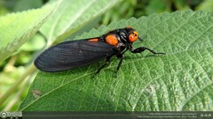 Huechys sanguinea