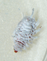 Hyperaspis bigeminata