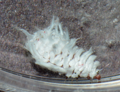 Hyperaspis bigeminata