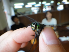 Somatochlora viridiaenea