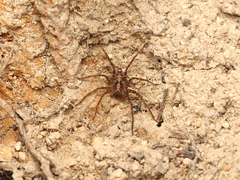 Heteropoda amphora