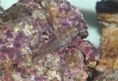 Parablennius incognitus