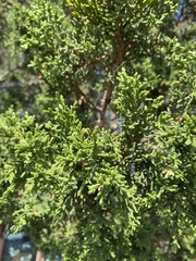Juniperus monosperma