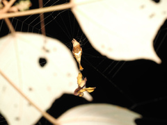 Arachnura
