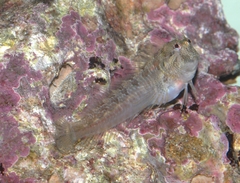 Parablennius incognitus